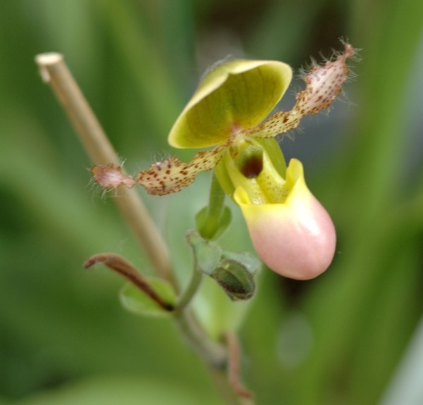 Orchidea Paphiopedilum