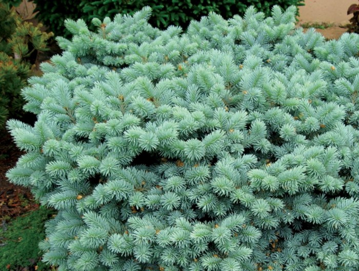 Picea pungens Globosa