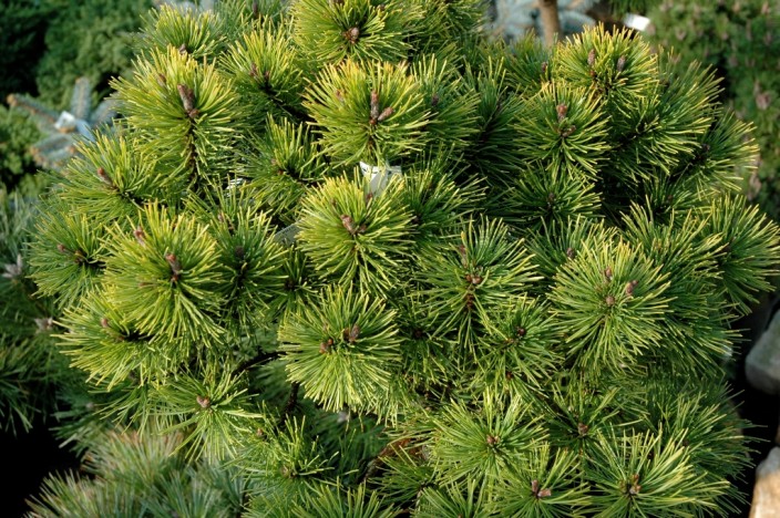 Pinus mugo