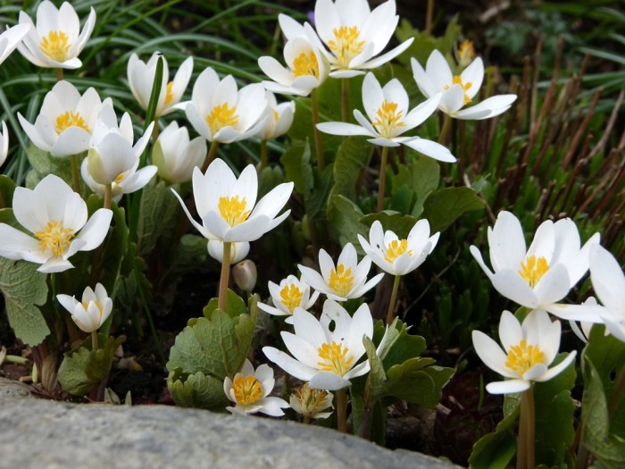 Sanguinaria canadensis ‘Flore pleno’