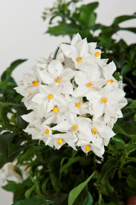 Solanum jasminoides