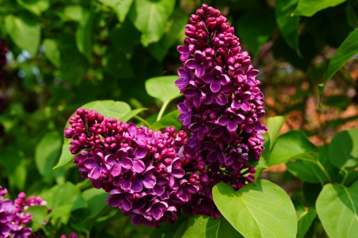 Syringa vulgaris