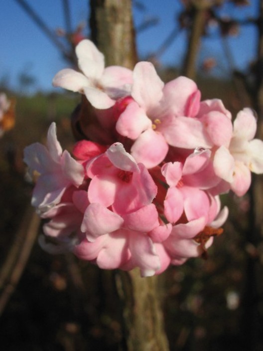 Viburnum bodnantense Dawn