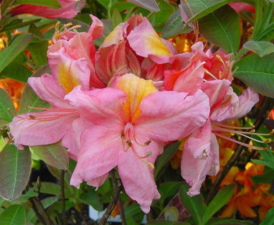 Azalea mollis