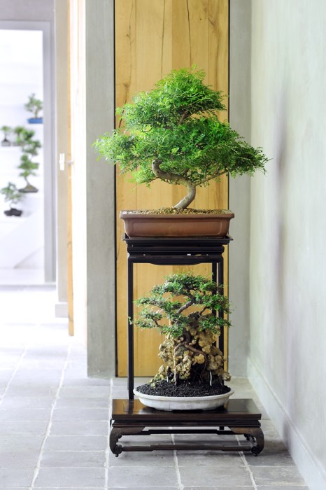 La giusta collocazione per i bonsai