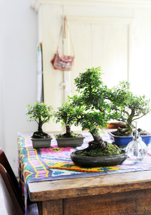 Rinvaso Di Un Bonsai Viridea