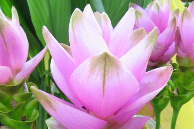 Stella Di Natale Appassita.Curcuma Viridea