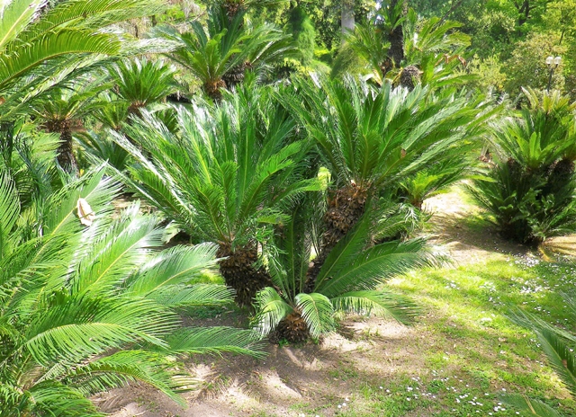 Cycas, variopinta pianta giapponese