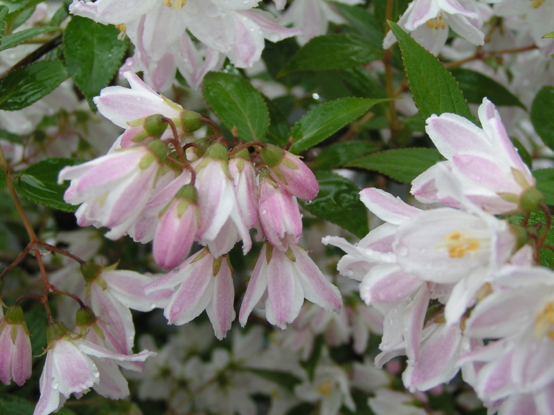 Deutzia