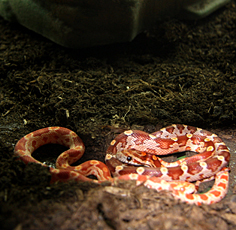 Elaphe guttata: il serpente del grano