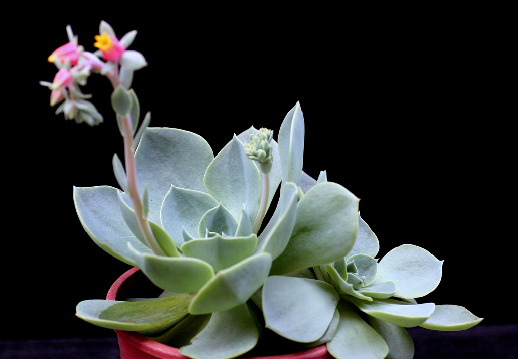 Echeveria in varietà