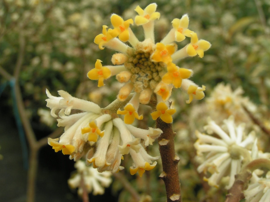 Edgeworthia chrysantha