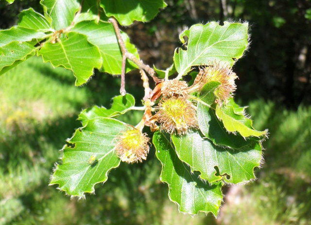 Il Faggio, l’albero forestale