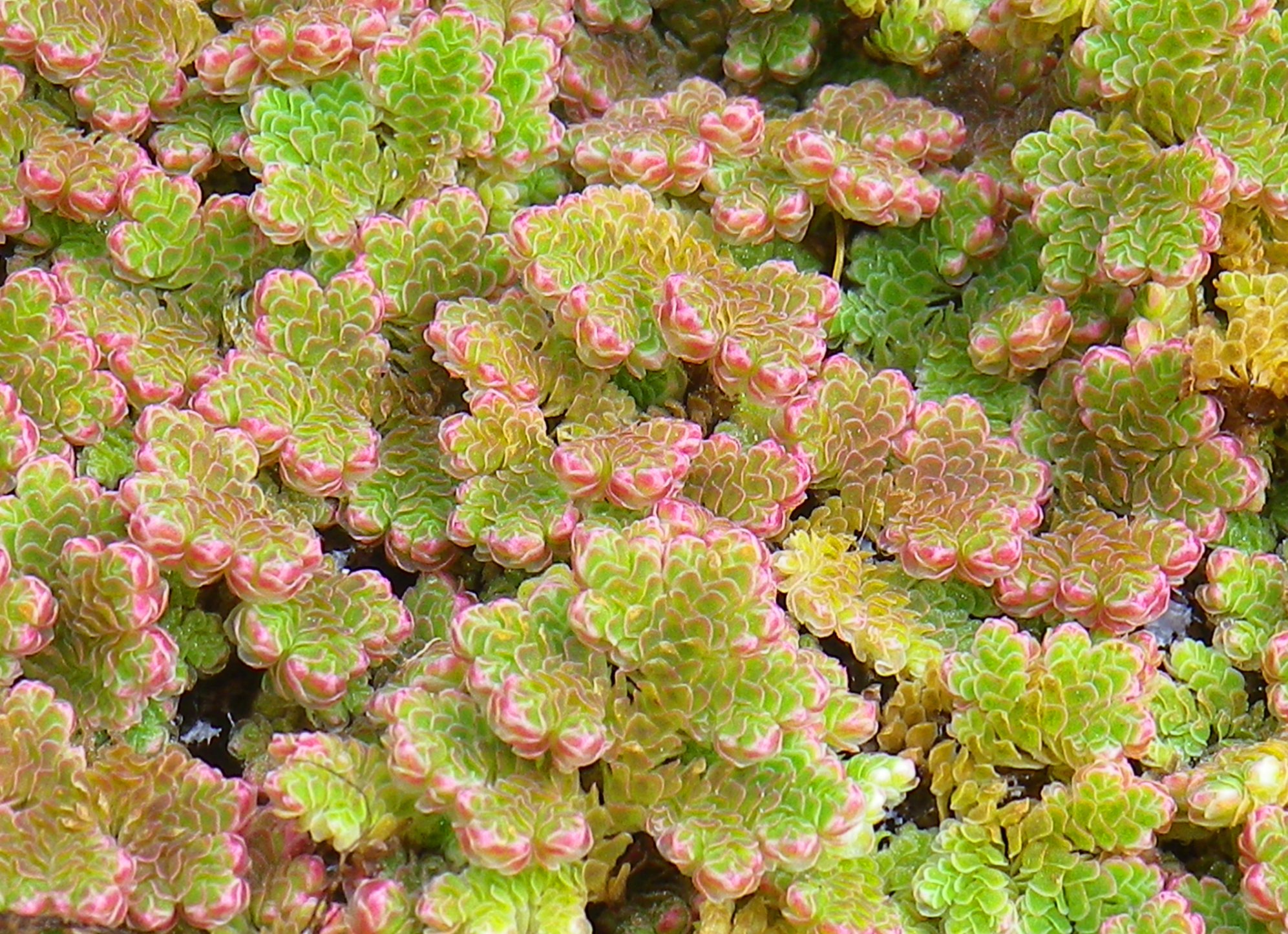 La felce d’acqua, decorazione galleggiante