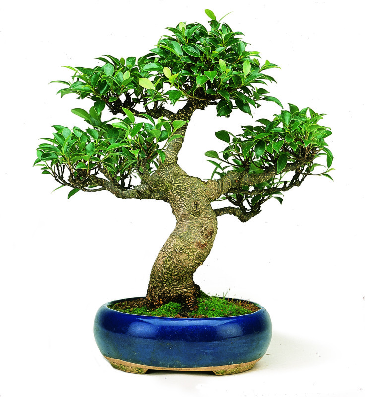 Ficus