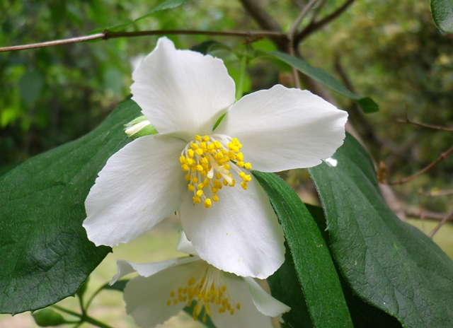 Filadelfo, la pianta dei fiori d’angelo