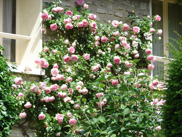 Fiori e foglie in verticale in terrazzo e giardino