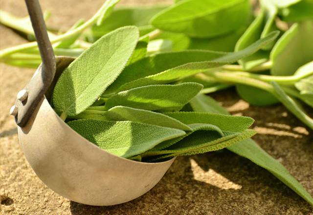 Foglie di salvia in pastella