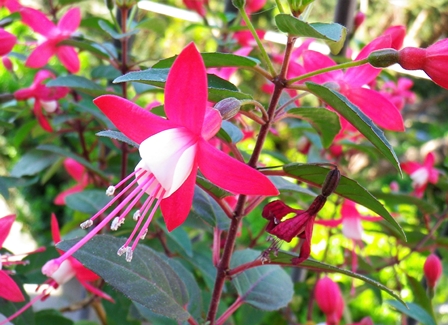 Le Fuchsia, ornamentali variopinte