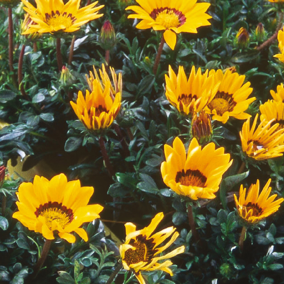 Gazania