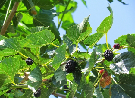 Il Gelso dai frutti bianchi e neri