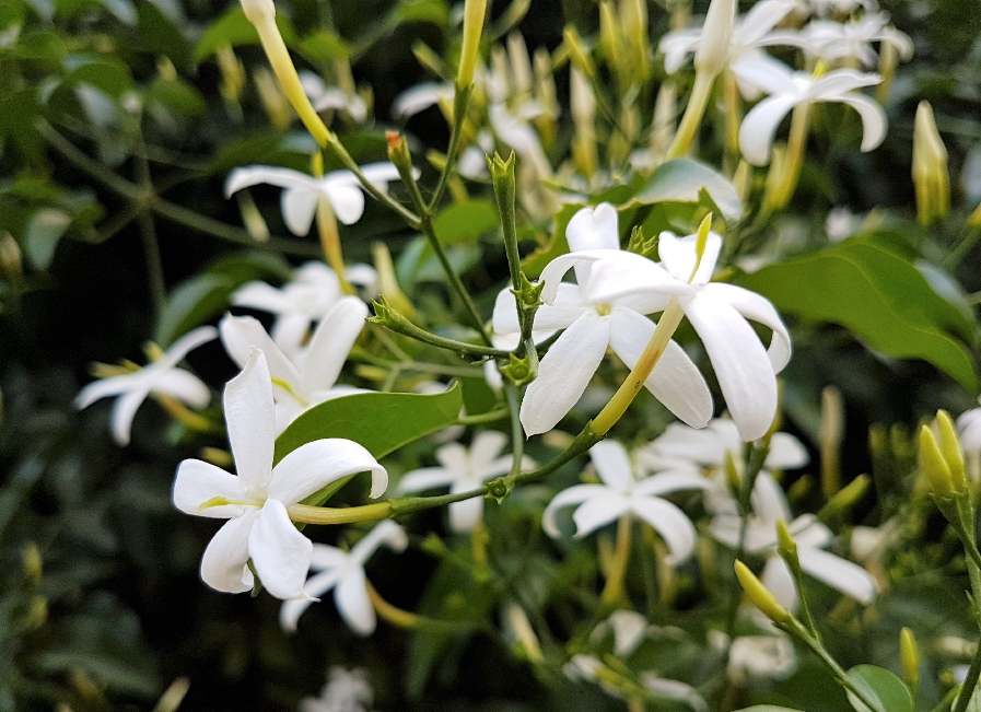 Il Gelsomino, fragranza delicata