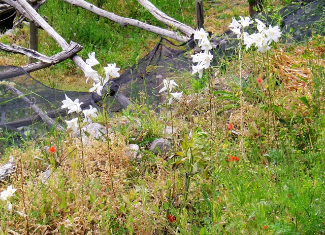 Giglio candido, simbolo di purezza