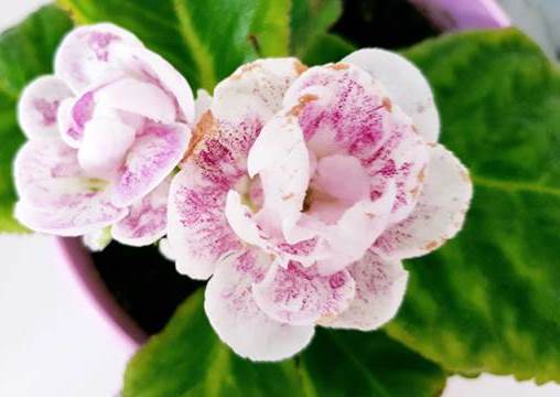 Gloxinia o Glossinia