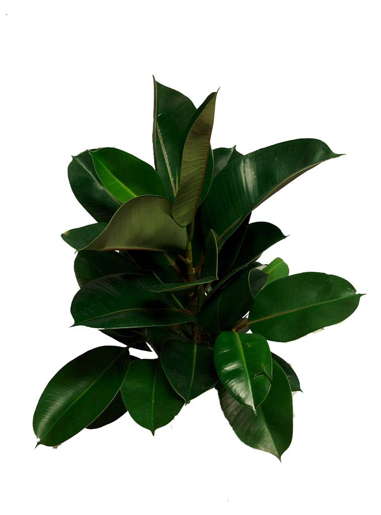 Il Ficus, pianta magnifica