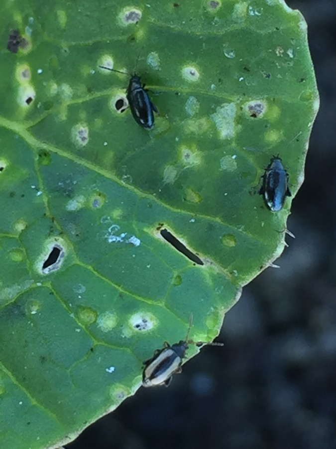 L’altica, incubo delle Brassiche