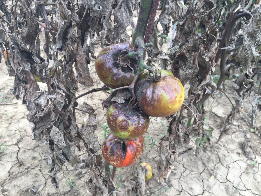 Il rame contro la peronospora del pomodoro