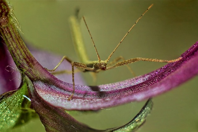 Gli insetti stecco