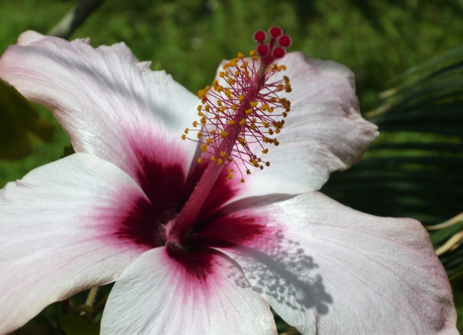 Ibisco, il fiore del karkadè