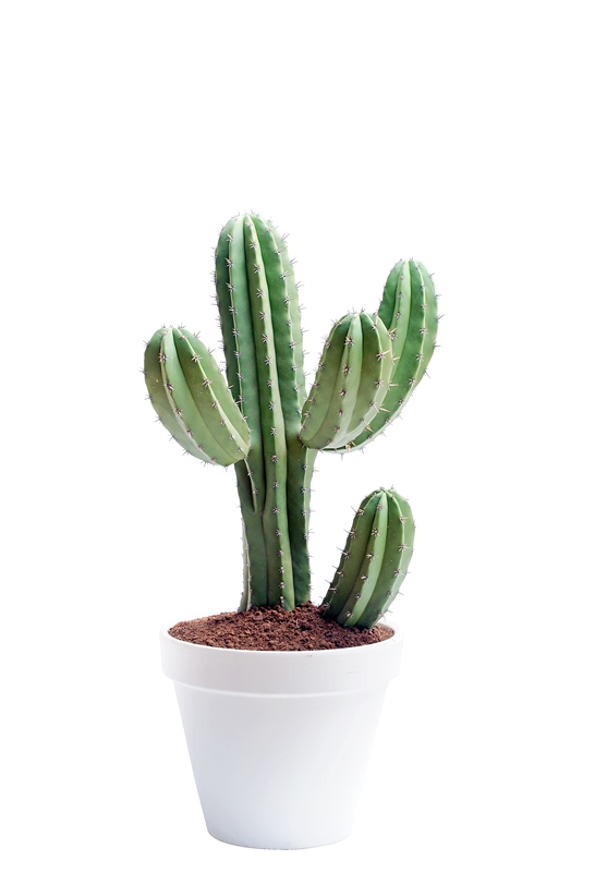 Il cactus