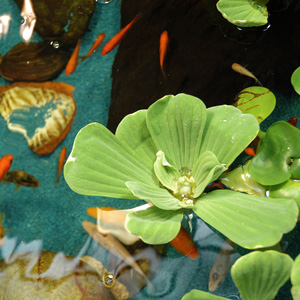 I fondali dell’acquario e le reazioni chimiche che innescano