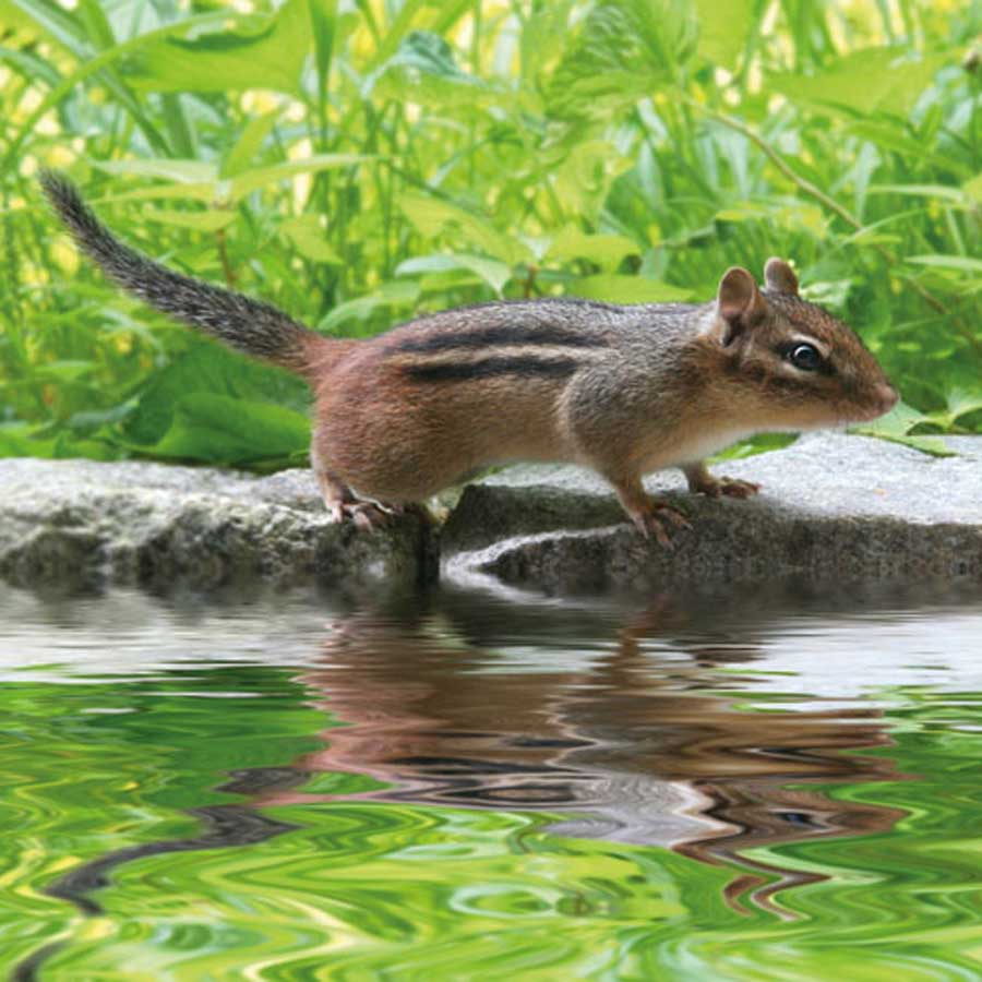 Il Tamia Striato (Chipmunk)