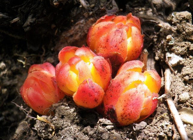 Ipocisto, pianta vegetale priva di clorofilla