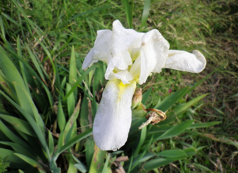 Iris, mitologicamente dea dell’arcobaleno