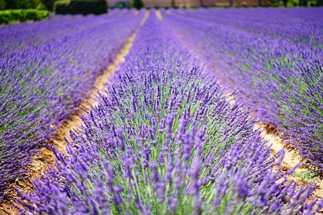 Lavanda ibrida Silver Sands