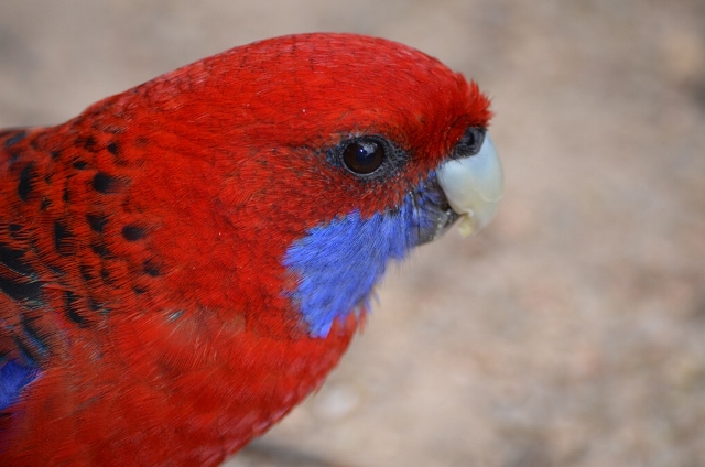 La Rosella di Stanley e la Rosella Pallida