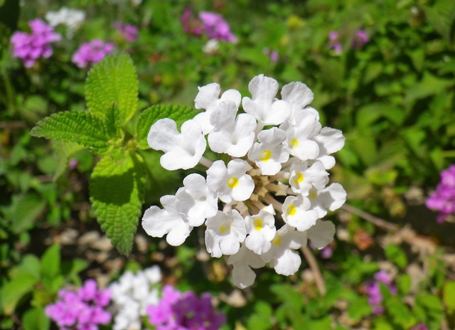 Lantana, fioritura variopinta