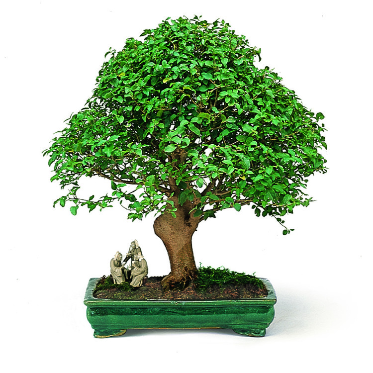 Ligustrum