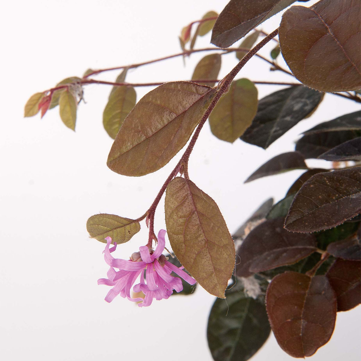 Loropetalum