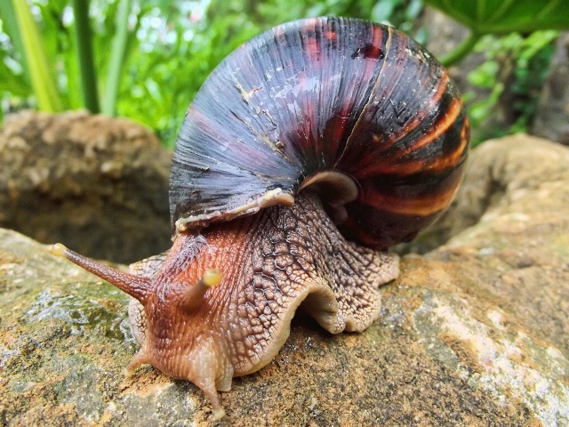 La Lumaca Gigante Africana