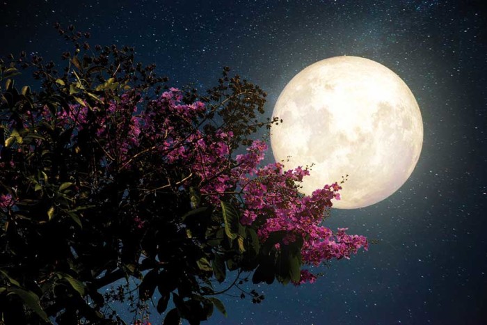 Luna aiutami tu, nell’orto, in giardino e in casa