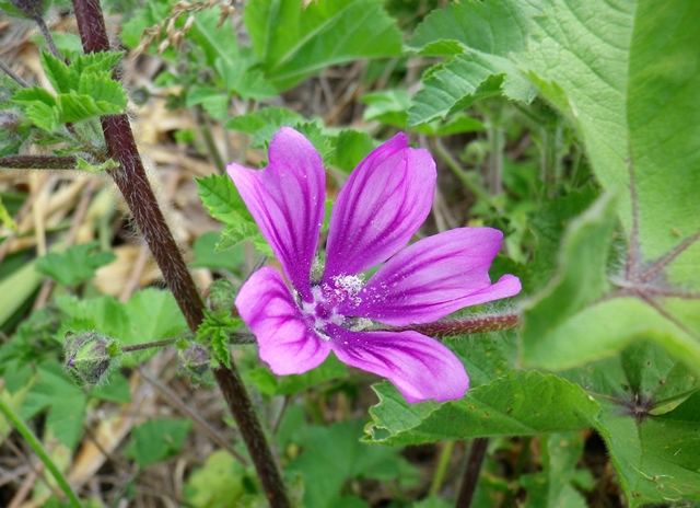 Malva, il rimedio per ogni male