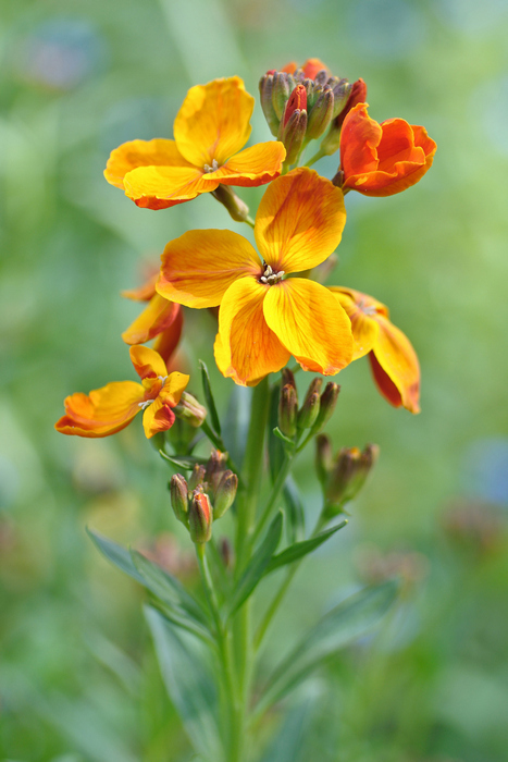 Matthiola incana (Violacciocca)