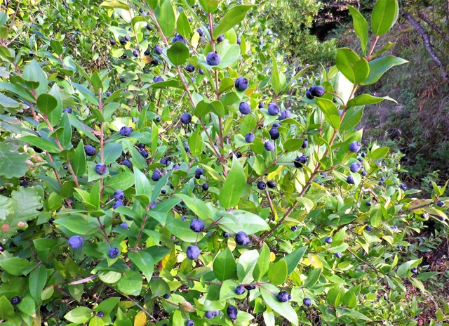 Mirto, candida fioritura estiva