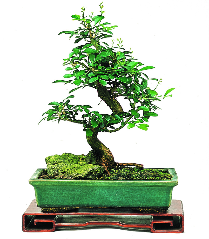 Bonsai facili per iniziare