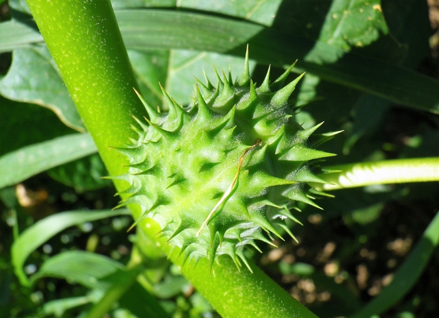 Stramonio, noci del diavolo